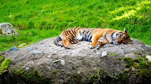 Animal Tiger 3840x2160 Wallpaper