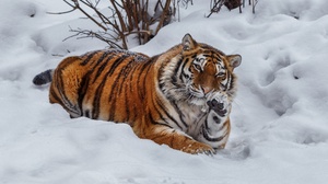 Big Cat Predator Animal Snow Wildlife 2500x1875 Wallpaper