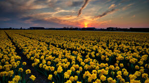 Field Flower Peony Peony Tulips Sunset Yellow Flower 2048x1536 Wallpaper