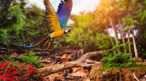 Flight Macaw Parrot 8512x5664 Wallpaper