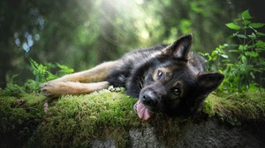Depth Of Field Dog German Shepherd Pet Sunny 5472x3648 Wallpaper