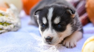 Baby Animal Dog Husky Pet Puppy Siberian Husky 2560x1707 Wallpaper