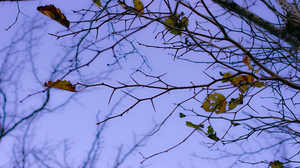 Leaves Foliage Branch Bokeh Depth Of Field Sky Blue 3840x2160 Wallpaper