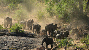 Baby Animal Elephant Wildlife 2700x1800 Wallpaper