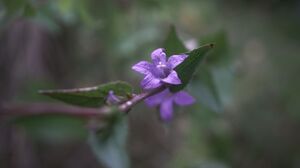 Flowers Blurred Bokeh Leaves Nature Plants Purple Flower 6000x4000 Wallpaper