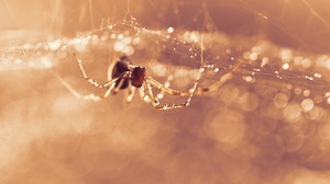 Arachnid Bokeh Macro Spider Spider Web 2048x1416 Wallpaper