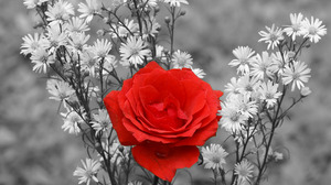Rose Red Rose Nature Flower Selective Color 1920x1200 Wallpaper