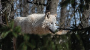 White Wolf Wildlife Wolf 3840x2160 Wallpaper
