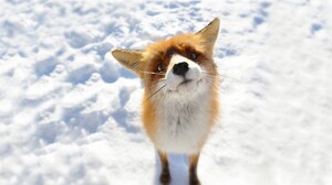 Fox Red Fox Snow Winter 1920x1080 Wallpaper