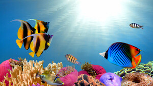 Animal Coral Fish Plant Tropical Fish Underwater 2144x1424 Wallpaper