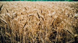 Field Nature Summer Wheat 2048x1365 Wallpaper