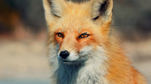 Animal Fox 2048x1638 Wallpaper