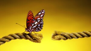 Animal Butterfly Close Up Insect Rope 2560x1600 Wallpaper