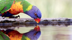 Parrot Bird Wildlife Water Reflection 2048x1365 wallpaper