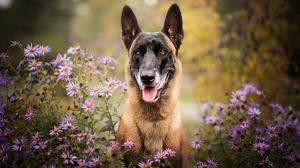 Dog Pet Depth Of Field Purple Flower 2048x1340 Wallpaper