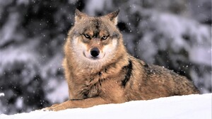 Muzzle Snow Snowfall Wildlife Winter Wolf Predator Animal 4216x2800 Wallpaper