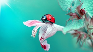 Animal Ladybug 2048x1365 wallpaper