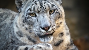Big Cat Snow Leopard Wildlife Predator Animal 2828x2121 Wallpaper