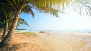 Beach Coastline Horizon Nature Ocean Palm Tree Sand Tree 4000x2667 Wallpaper