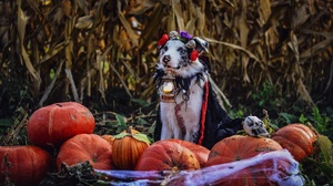 Dog Pet Pumpkin Lantern 3840x2160 Wallpaper