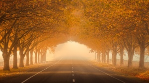 Fall Fog Tree Lined 3840x2160 Wallpaper