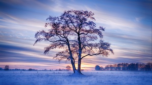 Outdoors Landscape Field Trees Cold Ice Snow Winter Sunlight Frost 2998x1686 Wallpaper