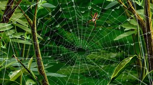 Spider Web Water Drop 1920x1200 Wallpaper