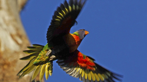 Bird Flight Flying Parrot Rainbow Lorikeet Sky Wings 2445x1635 Wallpaper