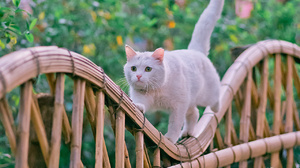 Cats Photography Fence 1280x1920 wallpaper