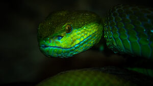 Nature Animals Reptile Reptiles Snake Closeup Green Eyes Green Depth Of Field 1536x864 Wallpaper