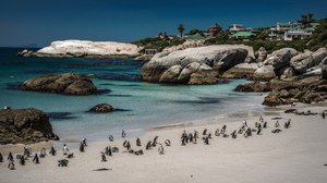 Beach Boulders Cape Town Coast Penguin South Africa 7048x3964 Wallpaper