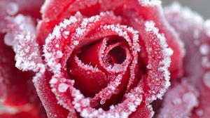 Flower Frost Macro Petal Red Flower Red Rose Rose 2048x1365 Wallpaper