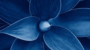 Blue Flowers Leaves Abstract Plants Aloe Vera Nature Succulent Spike Closeup Dew Dark Blue Macro Tro 5784x4000 Wallpaper