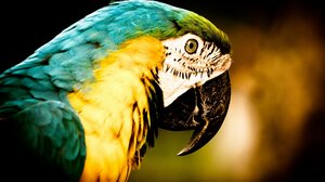 Animal Blue And Yellow Macaw 2500x1666 Wallpaper
