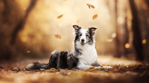 Dog Animals Leaves 6144x4095 Wallpaper