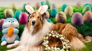Dog Easter Pet Shetland Sheepdog Stuffed Animal Wreath 2048x1365 Wallpaper