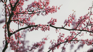 Nature Photography Outdoors Flowers Pink Flowers Dusk 50mm Spring Trees Branch Bright 3840x2160 Wallpaper