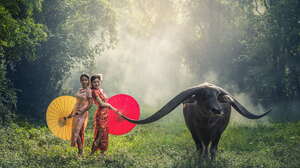 Buffalo Two Women Horns Umbrella Women Asian Asia Cheongsam 3959x2311 Wallpaper