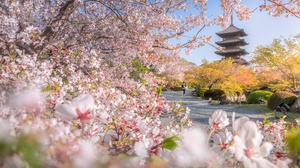 Park Spring Japan Sakura Pagoda Blossom Kyoto Toji Temple 2000x1333 Wallpaper