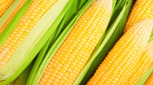 Food Corn 1920x1280 Wallpaper