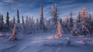 Forest Snow Spruce 2000x1333 Wallpaper