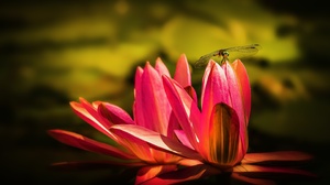 Flower Macro Water Lily Insect 2880x1620 Wallpaper