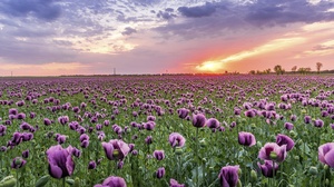 Cloud Field Flower Sky Summer Sunset 3840x2160 Wallpaper