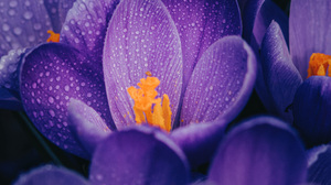 Flower Macro Purple Water Drop 3840x2160 Wallpaper