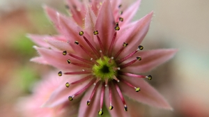 Succulent Pink Flowers Flowers Nature Photography 4656x3496 Wallpaper