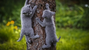 Animal Climbing Cute Gray Kitten Tree 5224x3400 Wallpaper