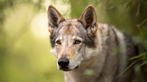 Czechoslovakian Wolfdog Predator Animal Wildlife Wolf 2048x1397 Wallpaper