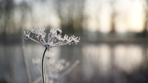 Nature Morning Cold Plants Frost Winter 5760x3840 Wallpaper