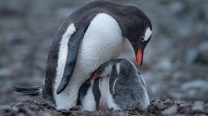Penguins Birds Stones Baby Animals Storm Depth Of Field Animals 2560x1600 Wallpaper