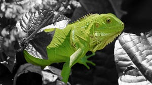 Green Iguana Leaf Lizard Reptile Selective Color Wildlife 3933x2621 Wallpaper
